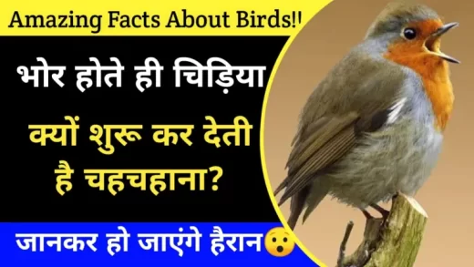 Why Birds Singing